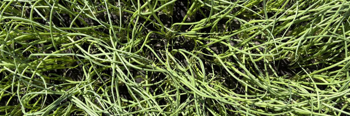 IMG_7200